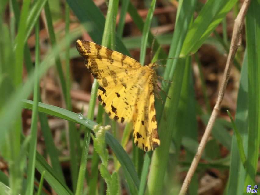 Pseudopanthera macularia - párducfoltos araszoló