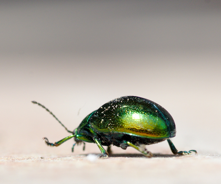 Chrysolina herbacea - zöld mentalevelész