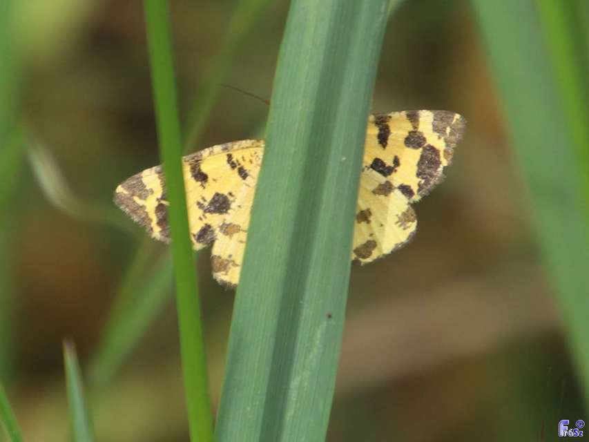 Pseudopanthera macularia - párducfoltos araszoló