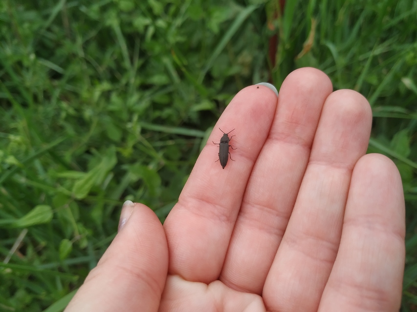 Cidnopus pilosus - szőrös pattanó