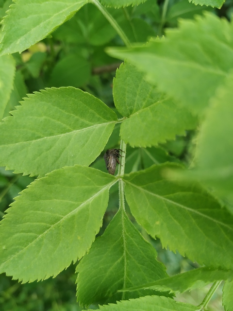 Centrotus cornutus - szarvaskabóca