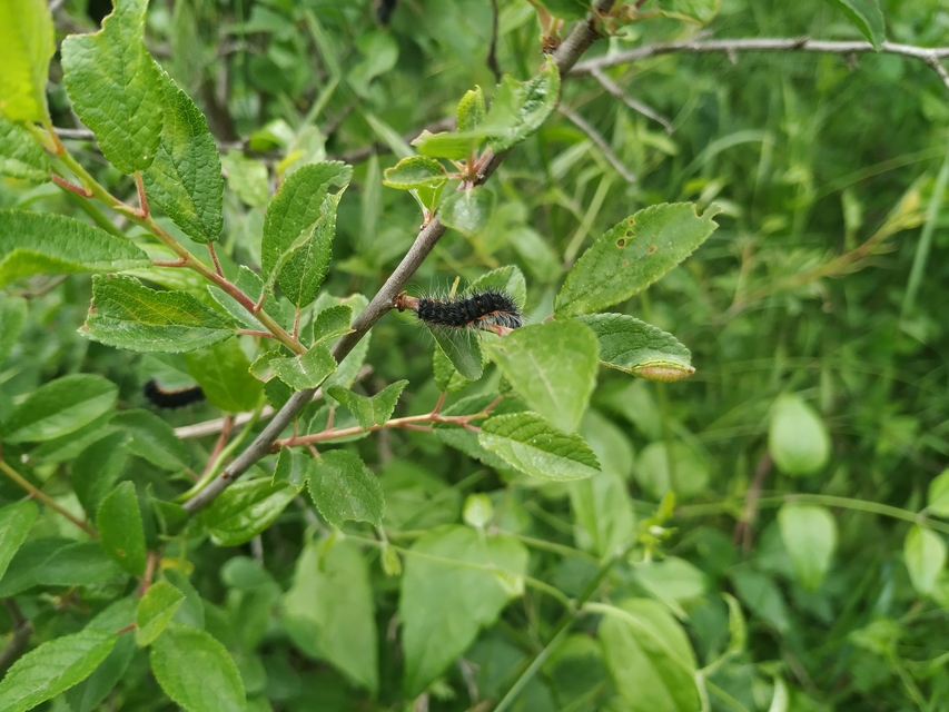 Saturnia pavoniella/pavonia