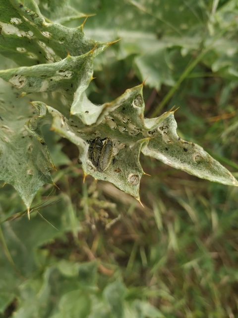 Lixus cardui/filiformis