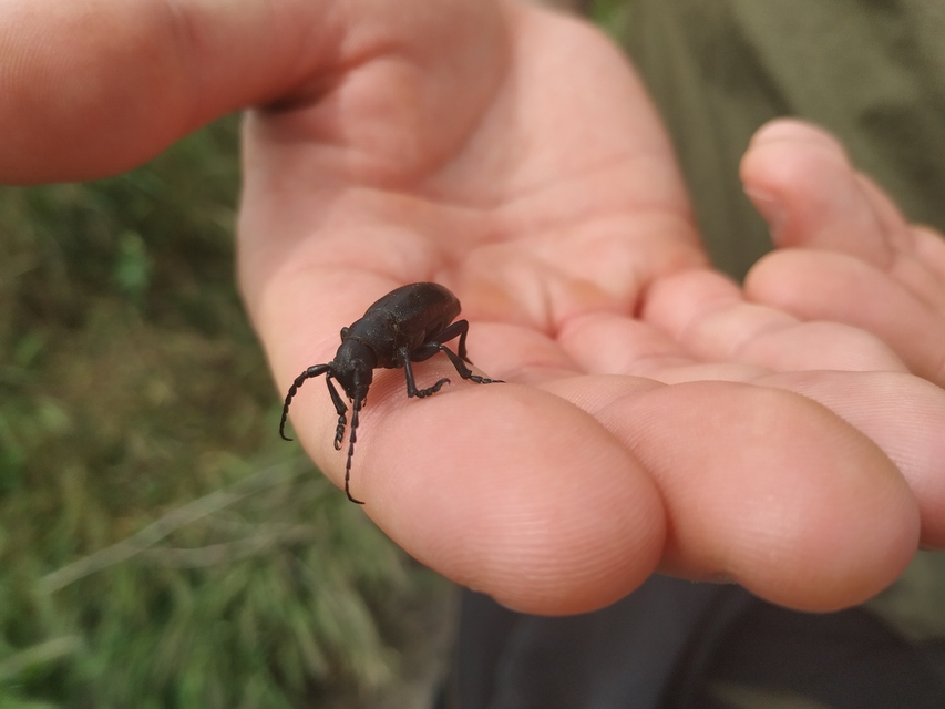 Dorcadion aethiops - fekete gyalogcincér