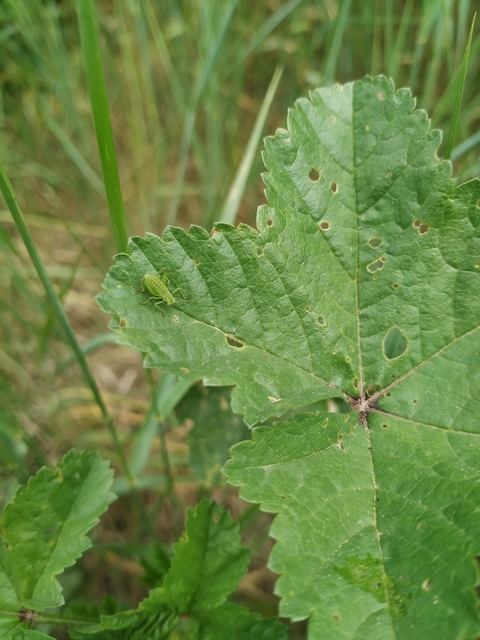 Leptophyes