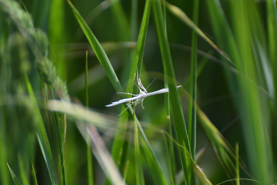 Pterophorus pentadactyla - fehér tollasmoly