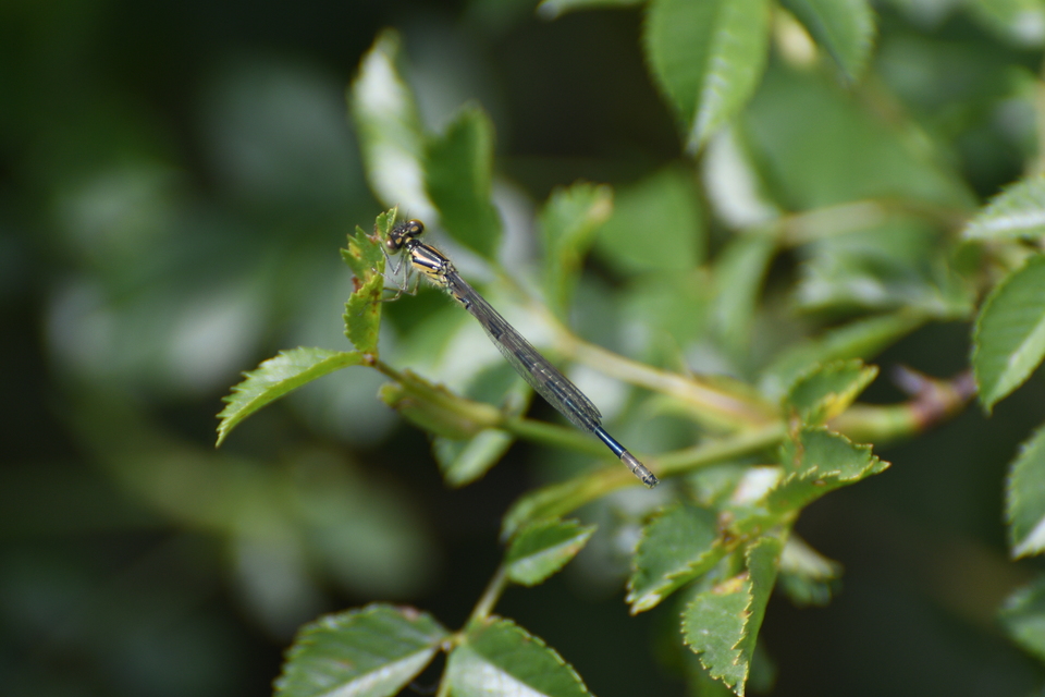 Coenagrion scitulum - mediterrán légivadász