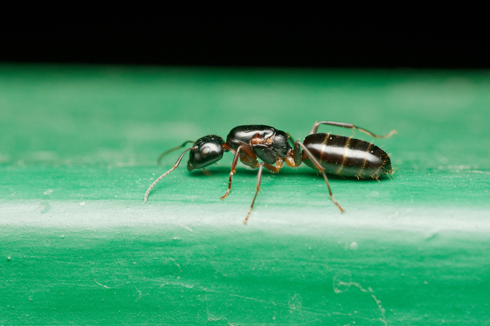 Camponotus fallax - ligeti lóhangya