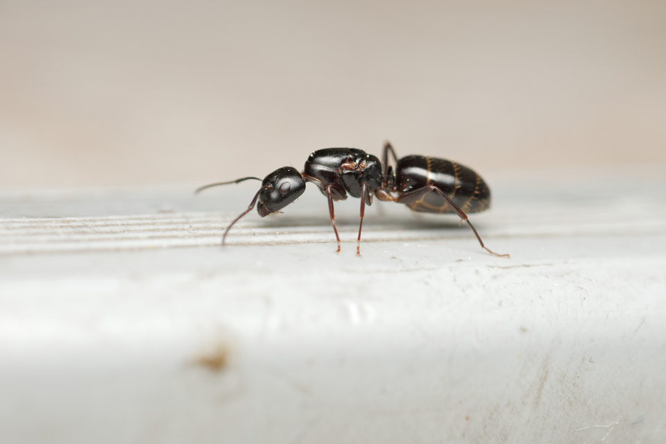 Camponotus fallax - ligeti lóhangya