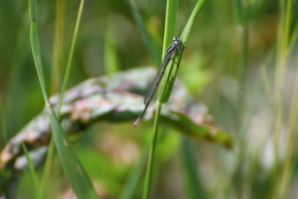 Coenagrion puella - azúrkék légivadász