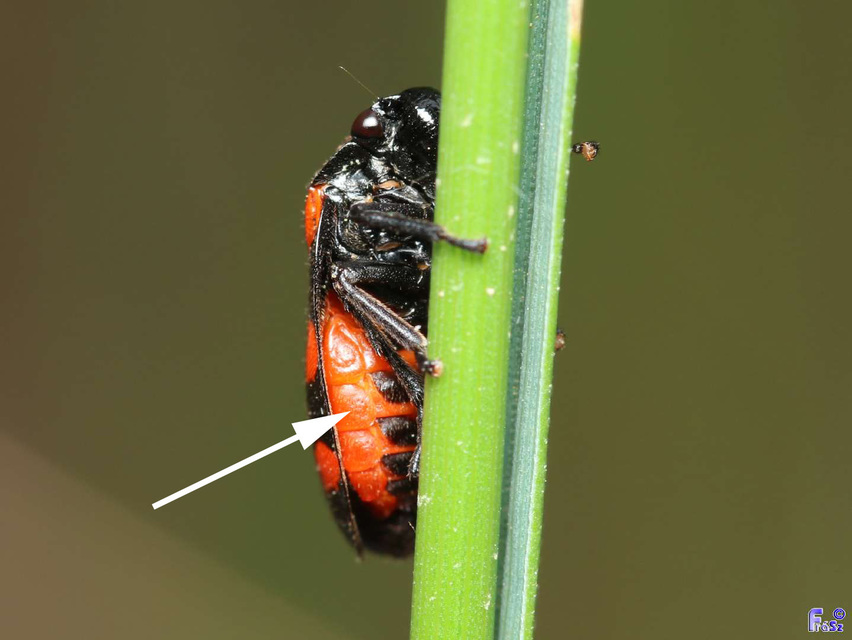 Cercopis arcuata