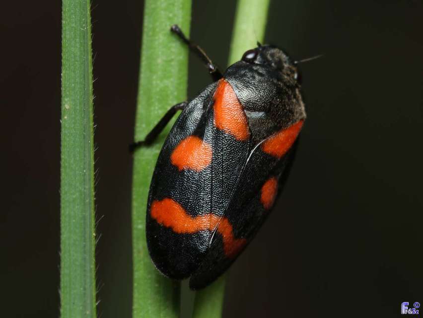 Cercopis sanguinolenta