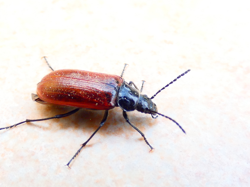 Omophlus proteus - közönséges pejbogár Omophlus proteus - közönséges pejbogár