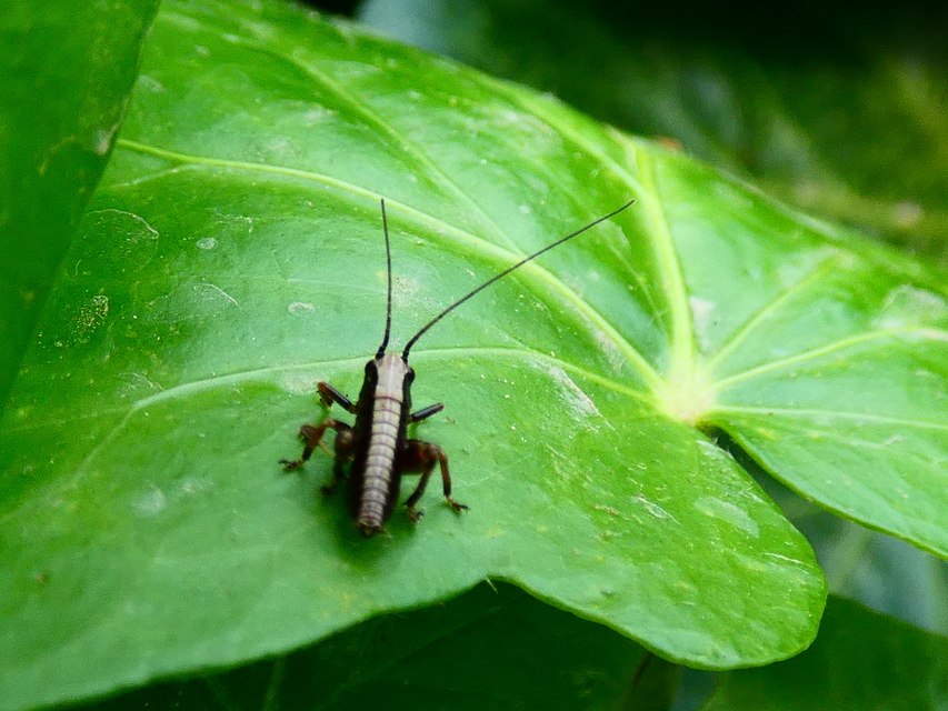 Pholidoptera griseoaptera - szürke avarszöcske