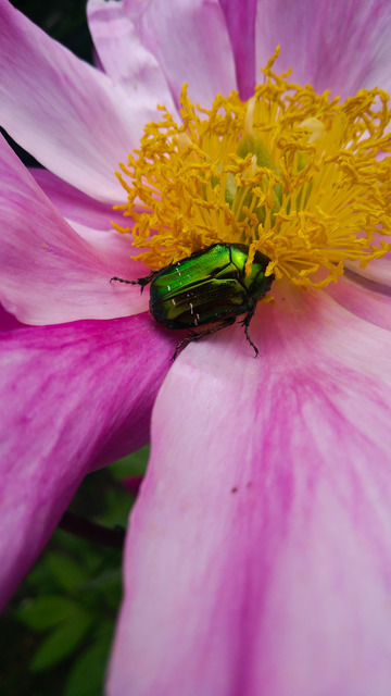 Cetonia aurata - aranyos virágbogár