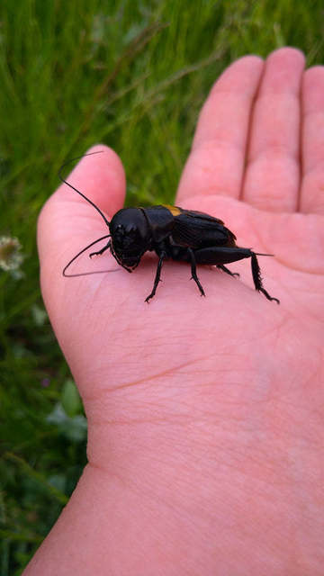 Gryllus campestris - mezei tücsök