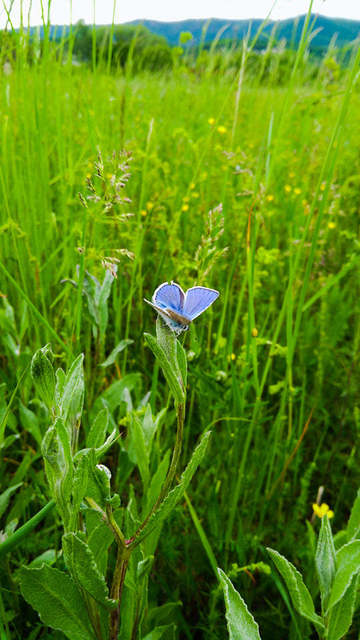 Polyommatus icarus - közönséges boglárka Polyommatus icarus - közönséges boglárka