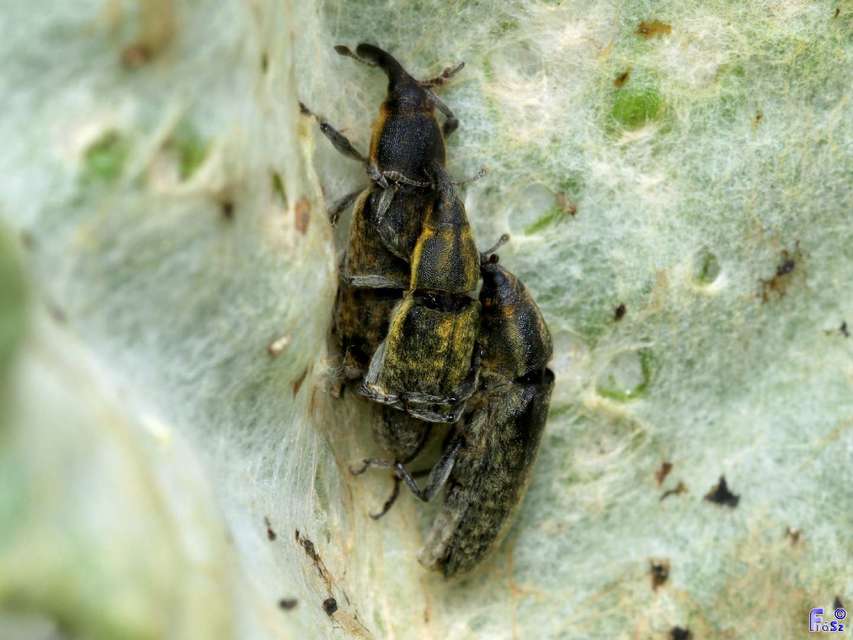 Lixus cardui - bogáncsfúró dudvabarkó