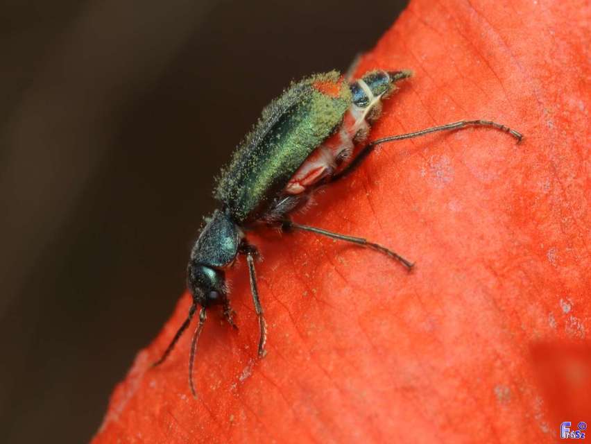 Clanoptilus