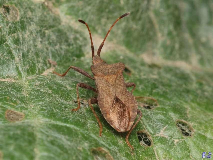 Coreus marginatus - közönséges karimáspoloska