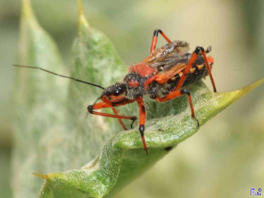 Rhynocoris iracundus - közönséges gyilkospoloska
