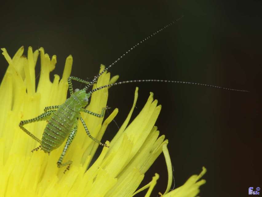 Leptophyes