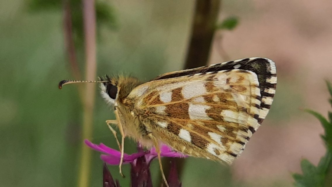 Pyrgus armoricanus - feles busalepke