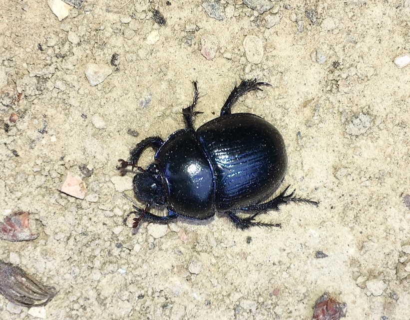 Anoplotrupes stercorosus - erdei álganéjtúró