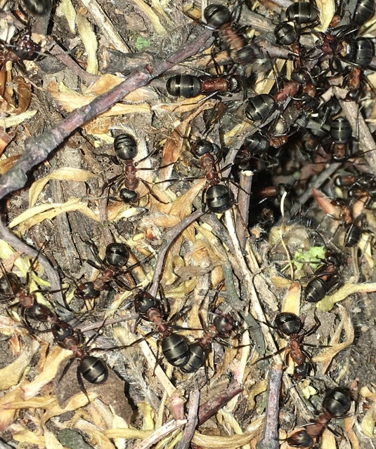 Formica polyctena - kis vöröshangya