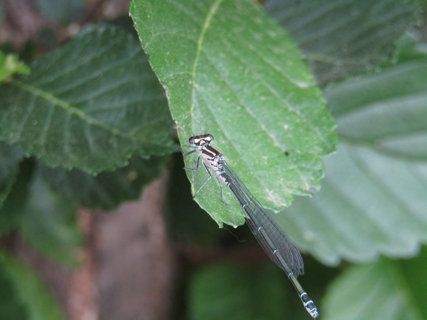 Coenagrion puella - azúrkék légivadász