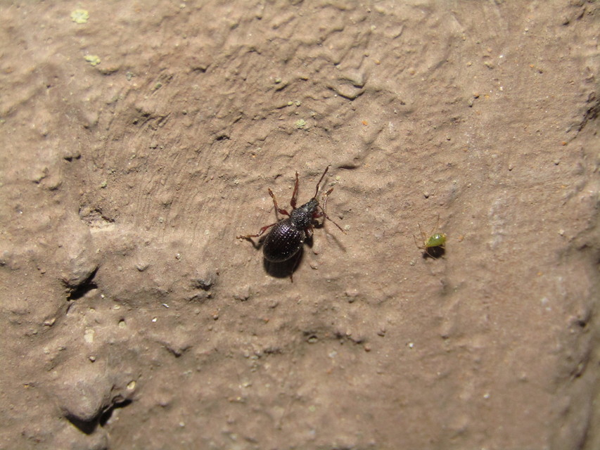Otiorhynchus ovatus - apró gyalogormányos