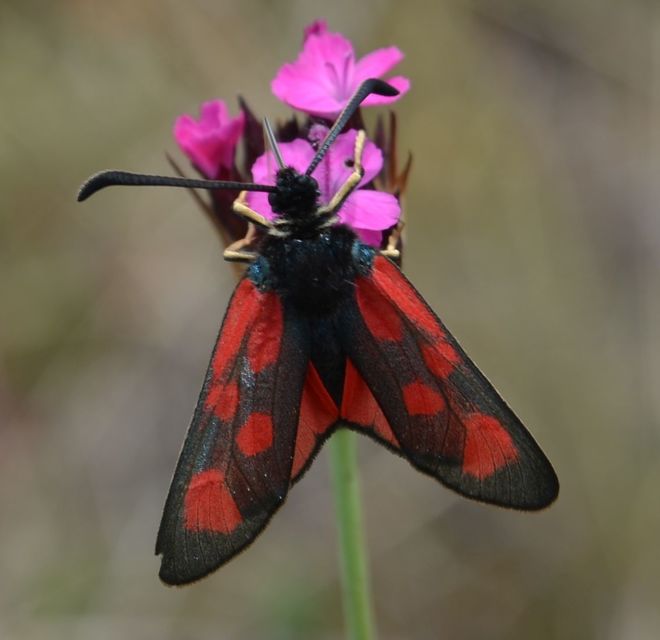 Zygaena loti - közönséges csüngőlepke
