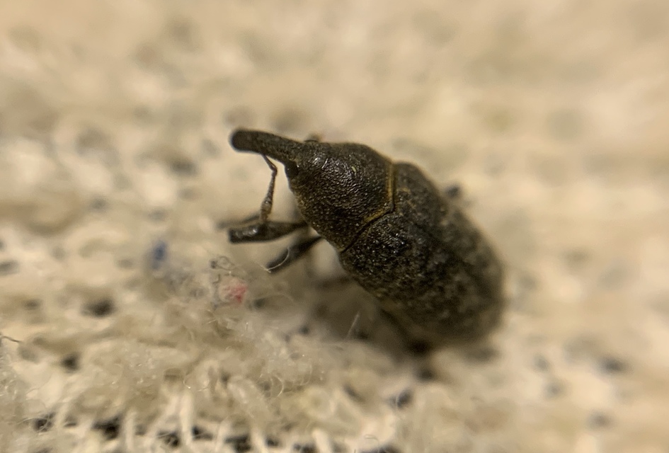 Larinus carlinae - foltos púderbarkó