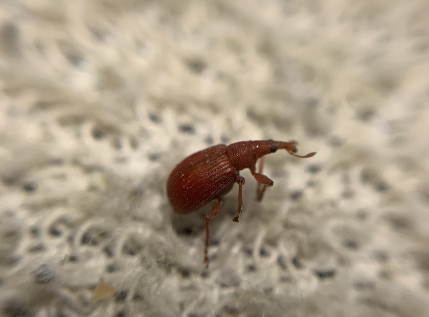 Apion frumentarium - vörös cickányormányos