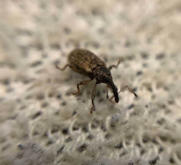 Dorytomus taeniatus - kecskefűz-hangormányos