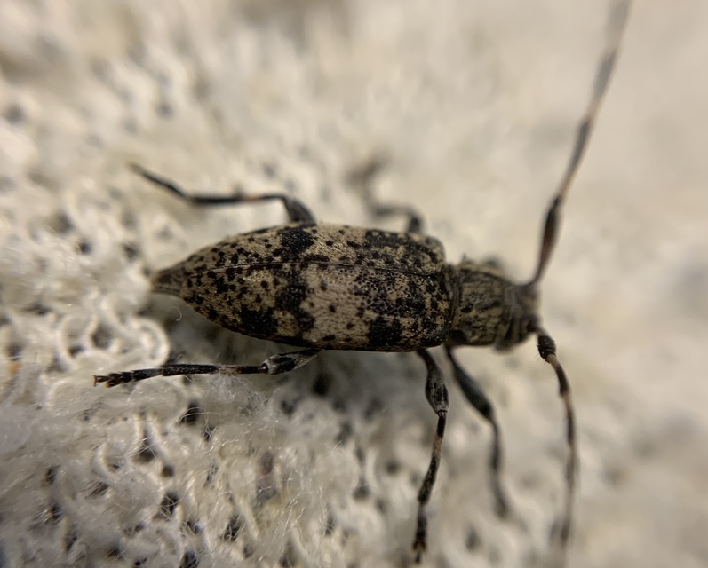 Leiopus nebulosus - öves gesztcincér