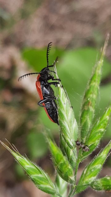 Pyrochroa coccinea - nagy bíborbogár