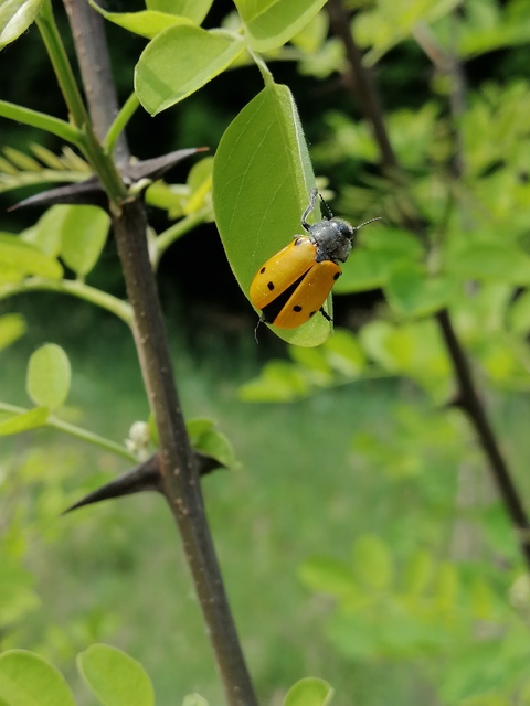 Lachnaia sexpunctata - szőrösnyakú zsákhordóbogár