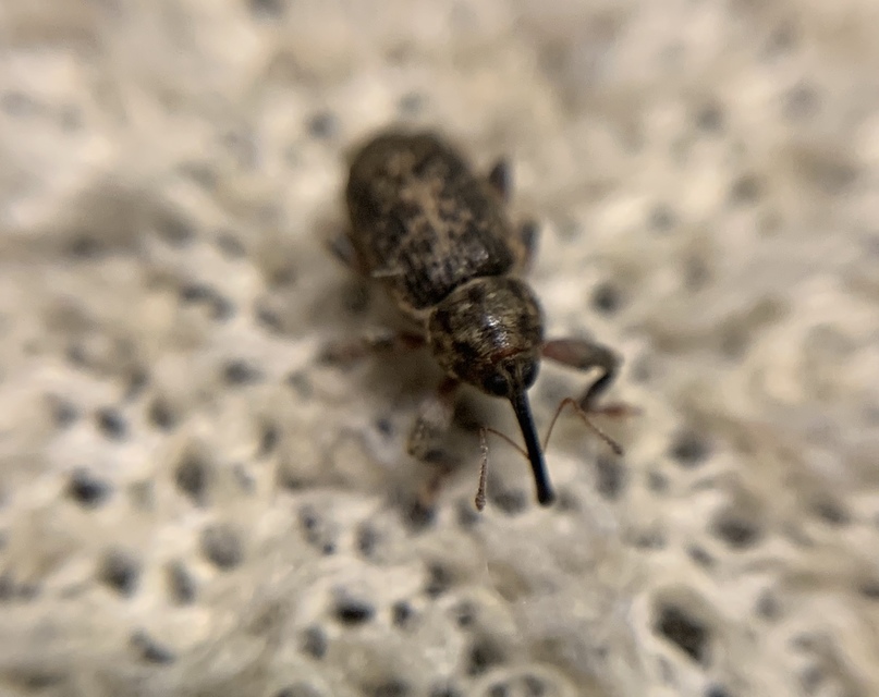 Dorytomus tremulae - rezgőnyár-hangormányos