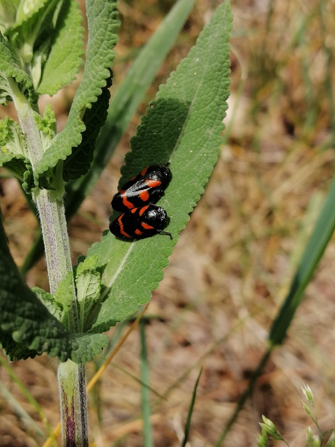 Cercopis