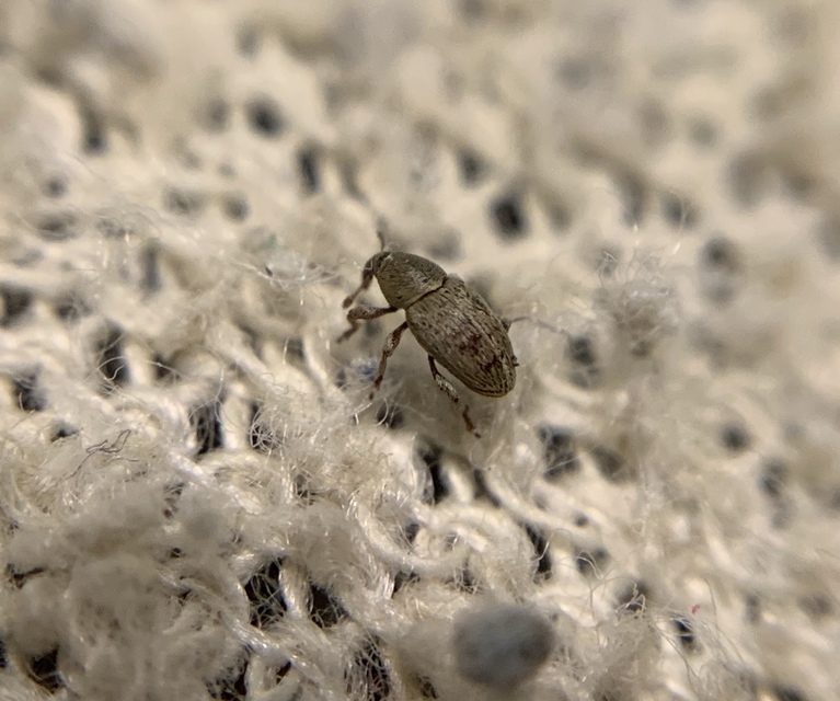 Tychius stephensi - rétihere-tímárormányos