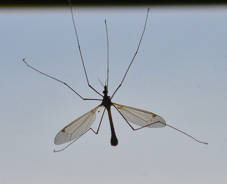 Tipula