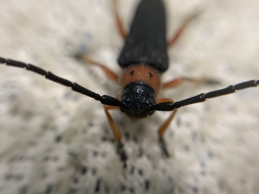 Phytoecia affinis - feketefejű cincér