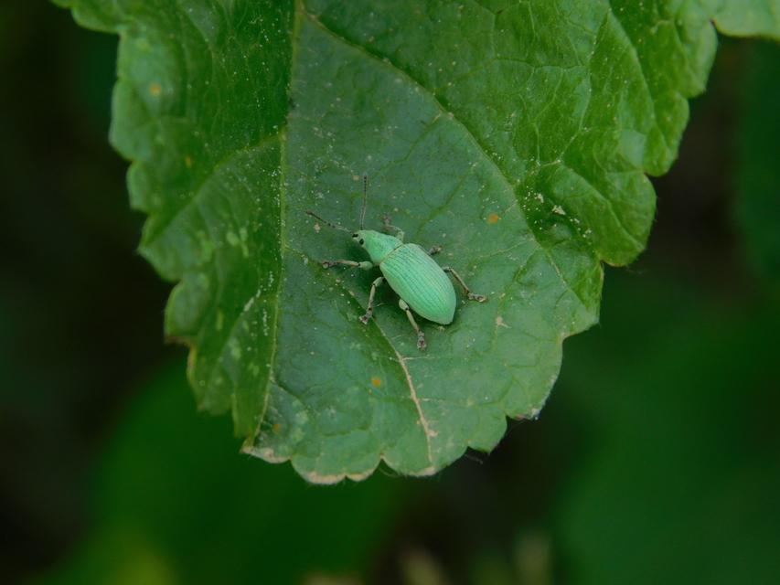 Phyllobius virideaeris - halványzöld levélormányos