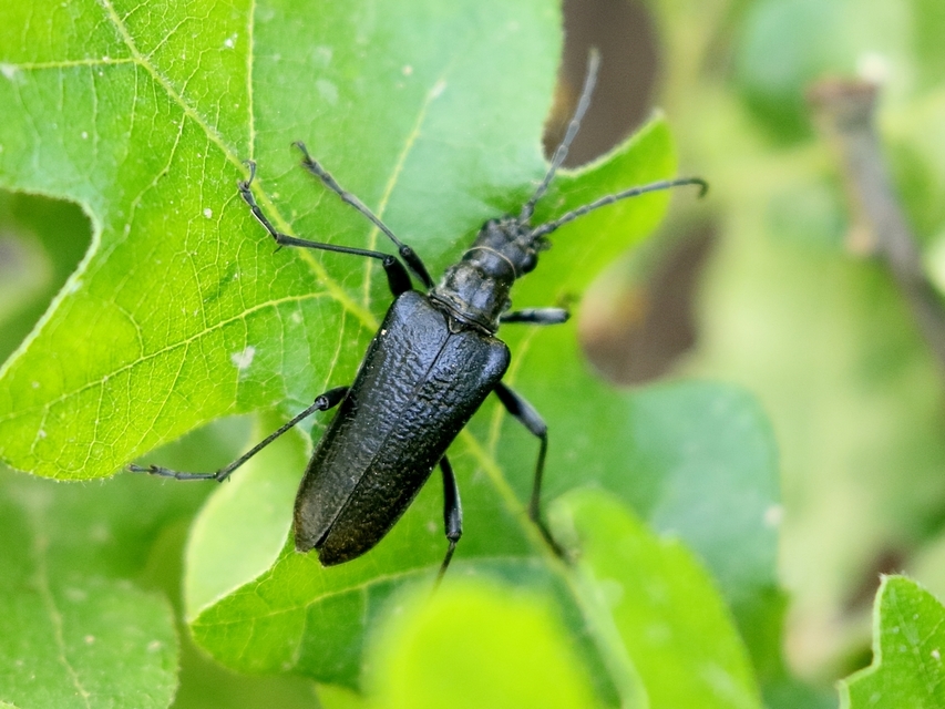 Stenocorus quercus - tölgy-gyökércincér