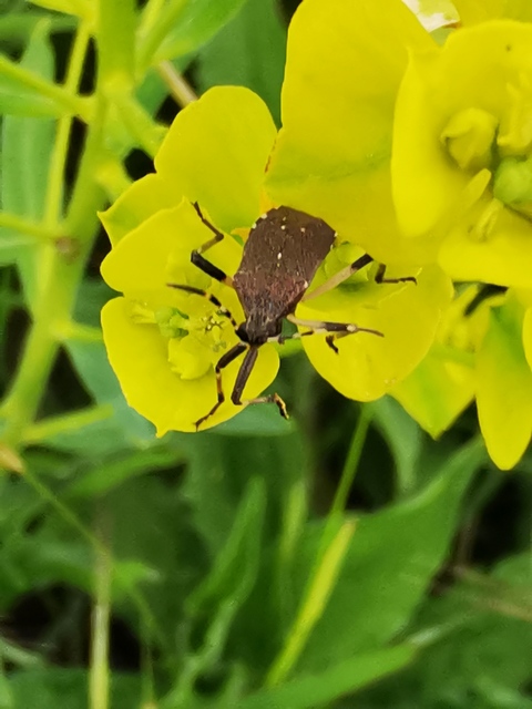 Dicranocephalus