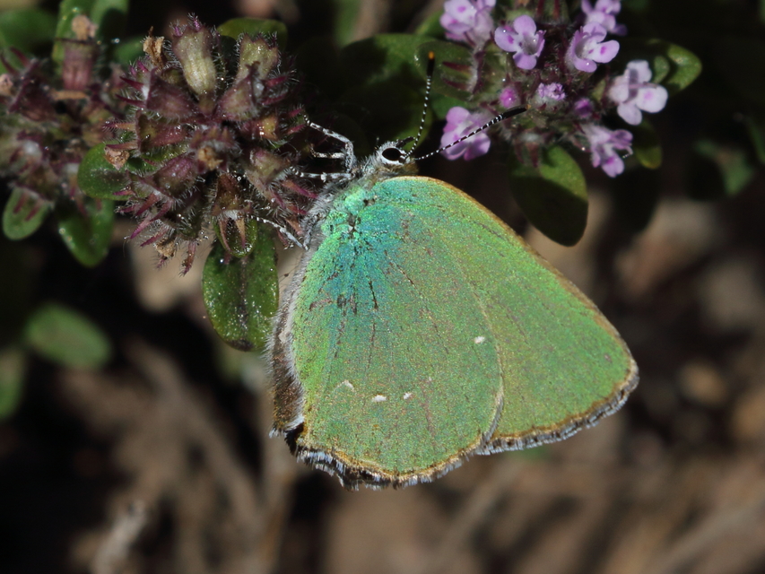 Callophrys rubi - zöldfonákú lepke