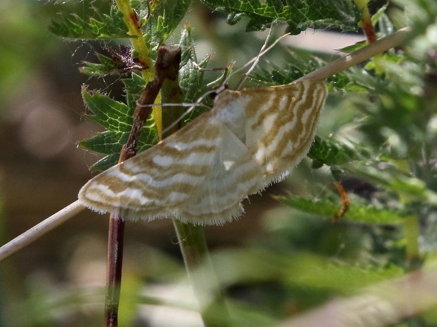 Idaea sericeata - selymes sávosaraszoló