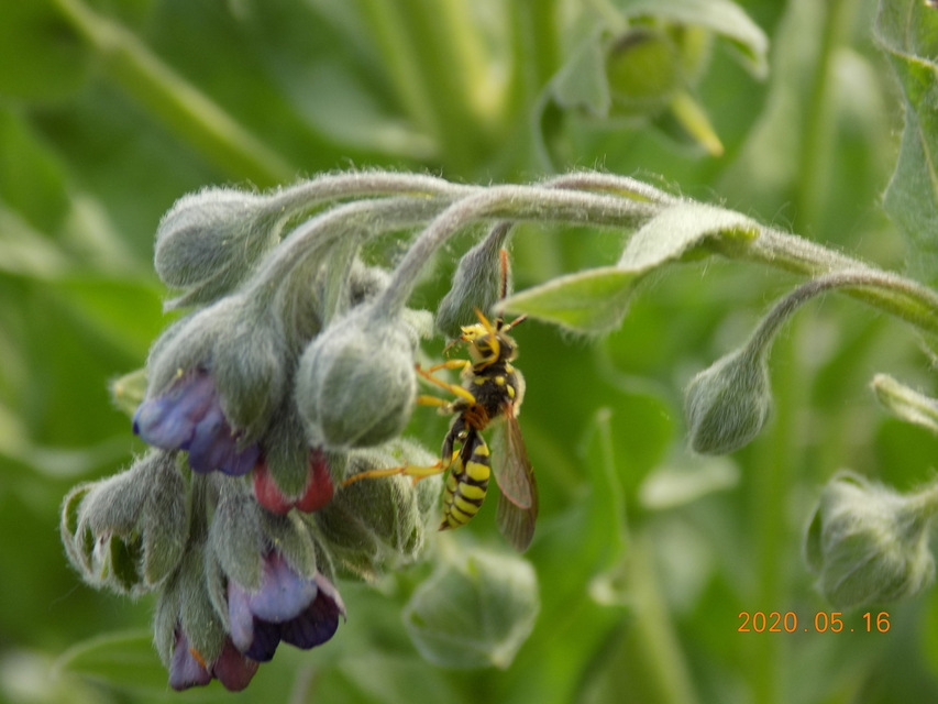Nomada
