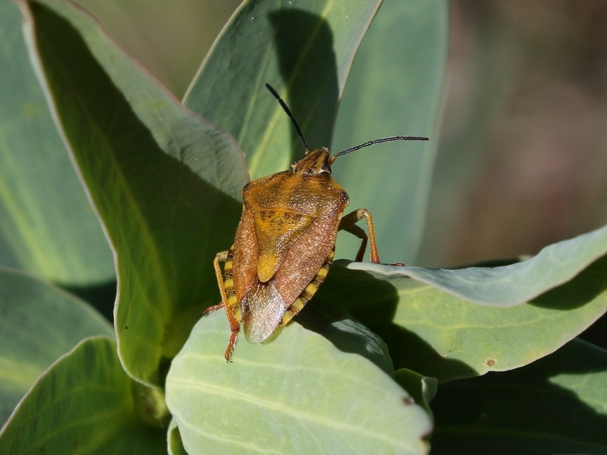 Carpocoris